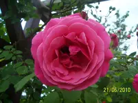 100_2535.webp
