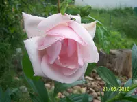 100_2537.webp