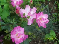 100_2539.webp