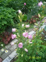 100_2541.webp