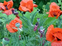 P1020071.webp