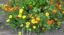 IMG_3321.webp