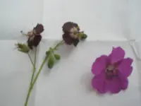 strochschnabel1.webp