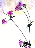 Wilde Fuchsie01.webp