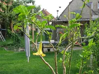 ETBlüte.webp