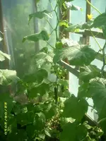 Garten 002.webp