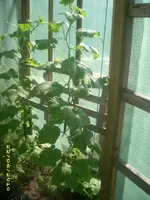 Garten 005.webp
