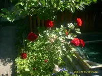 Garten 001.webp