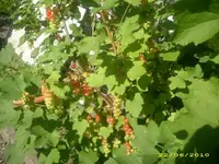 Garten 011.webp