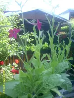 Garten 012.webp