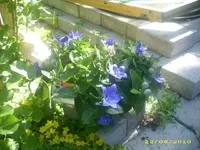 Garten 013.webp