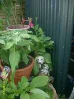 Garten 014.webp