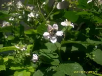 Garten 019.webp