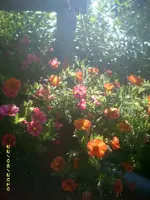Garten 029.webp