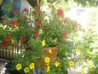 Garten 033.webp