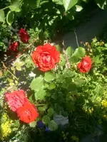 Garten 034.webp