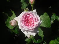 22.06.2010 022.webp