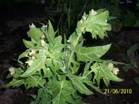 101_3039.webp