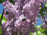Rosenkaefer_auf_Flieder_1468.webp
