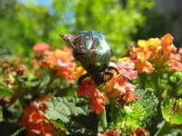 Rosenkaefer_mit_Fluegel_1521.webp