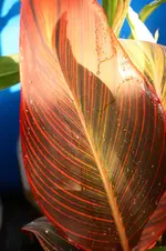 Tropicana 1.webp
