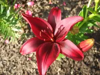 lilie.webp