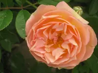 006.webp