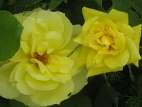 002.webp
