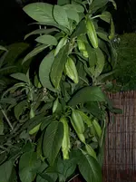100_2423.webp