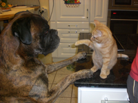 CIMG0882.webp
