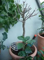 DSCF0900.webp