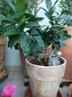 DSCF0902.webp