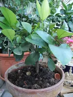 DSCF0904.webp