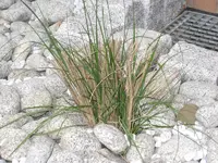 004.webp