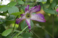 Minuet.webp