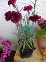 BILD0218.webp