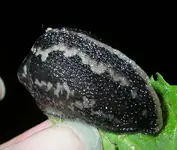 schneggö2.webp