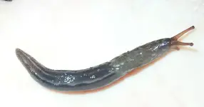 schneggö3.webp