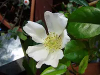 balkon_juni 001.webp