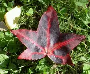 ROT (1).webp