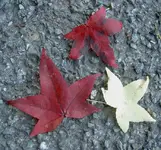 ROT (2).webp