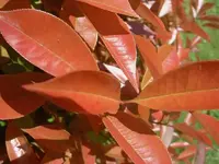 ROT (3).webp