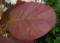 ROT (5).webp