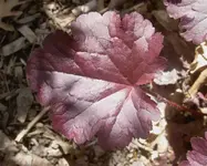 ROT (6).webp