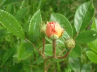 064.webp