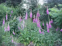 22.Juni 2010 036.webp