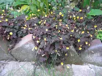22.Juni 2010 059.webp