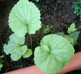 Ableger 001.webp