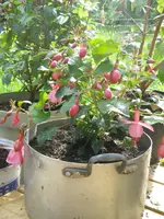 IMGP3346.webp