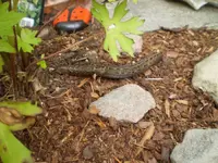 tigerschnegel2306a.webp